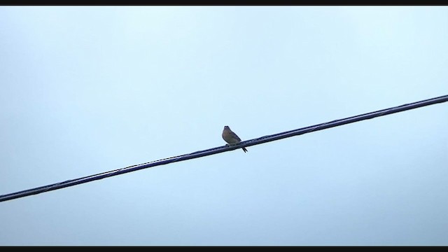 Grasshopper Sparrow - ML346397071