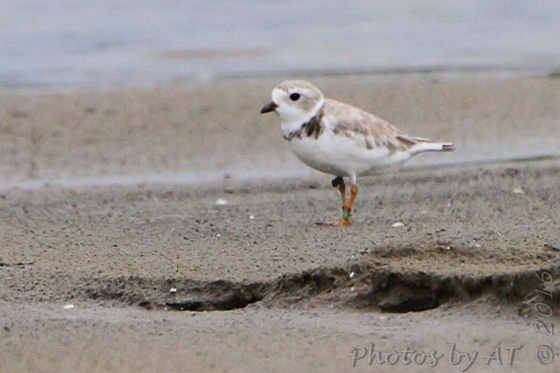 Piping Plover - ML34640001