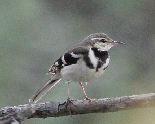Forest Wagtail - ML346400501