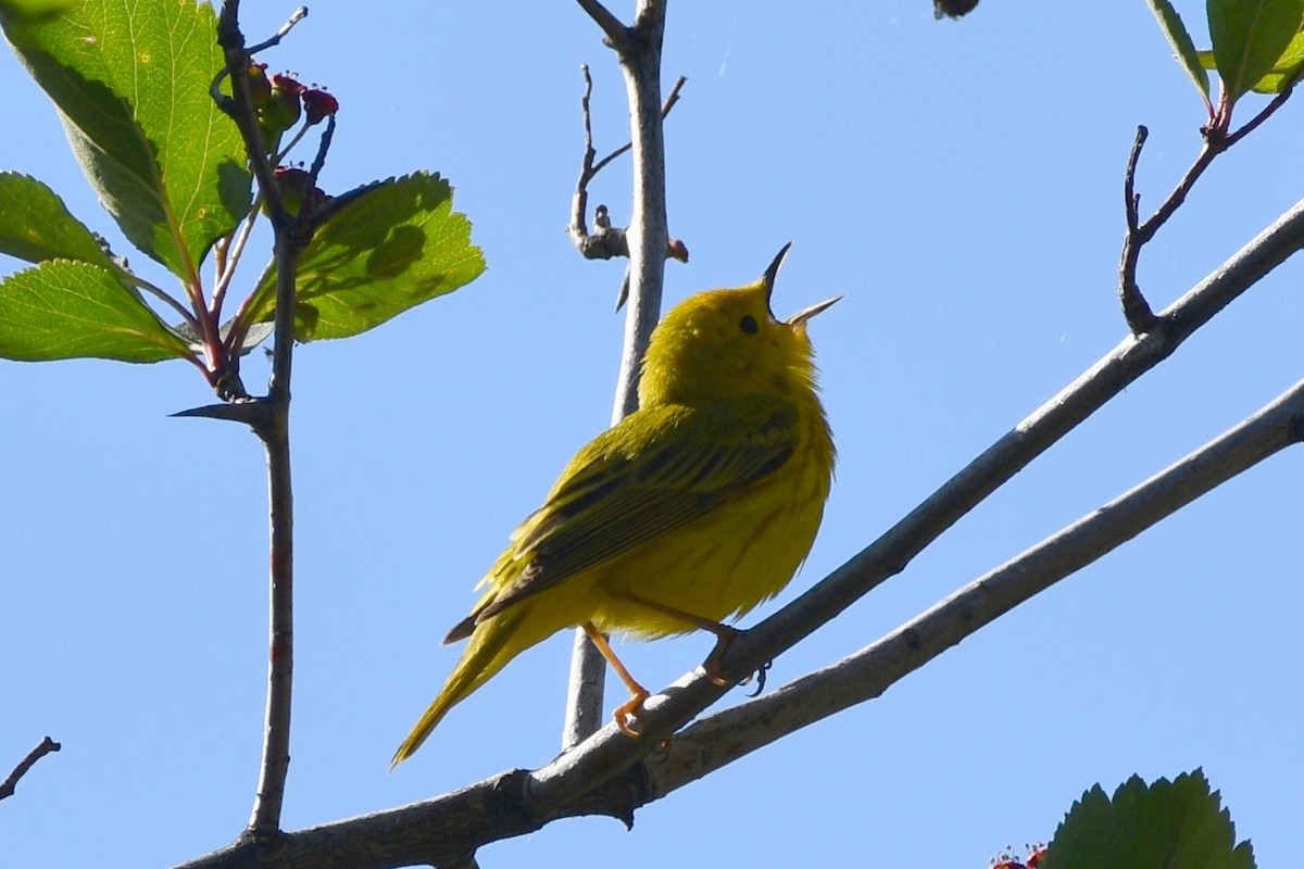 Yellow Warbler - Sydney Gerig
