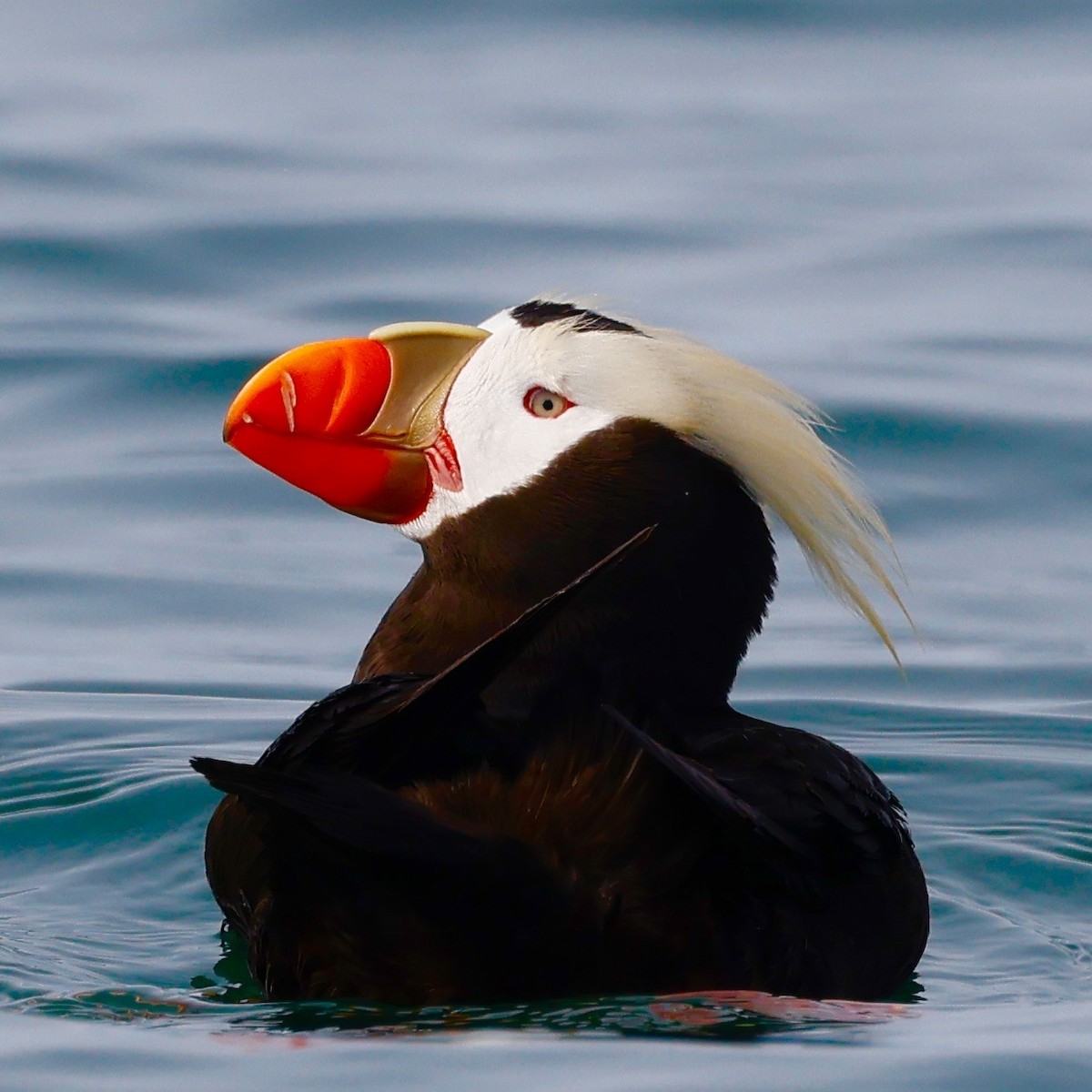 Tufted Puffin - ML346402521