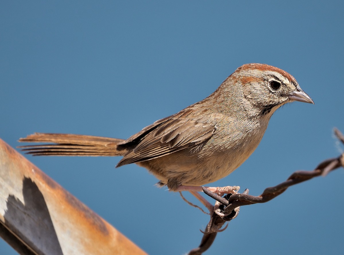 Rufous-crowned Sparrow - ML346403321