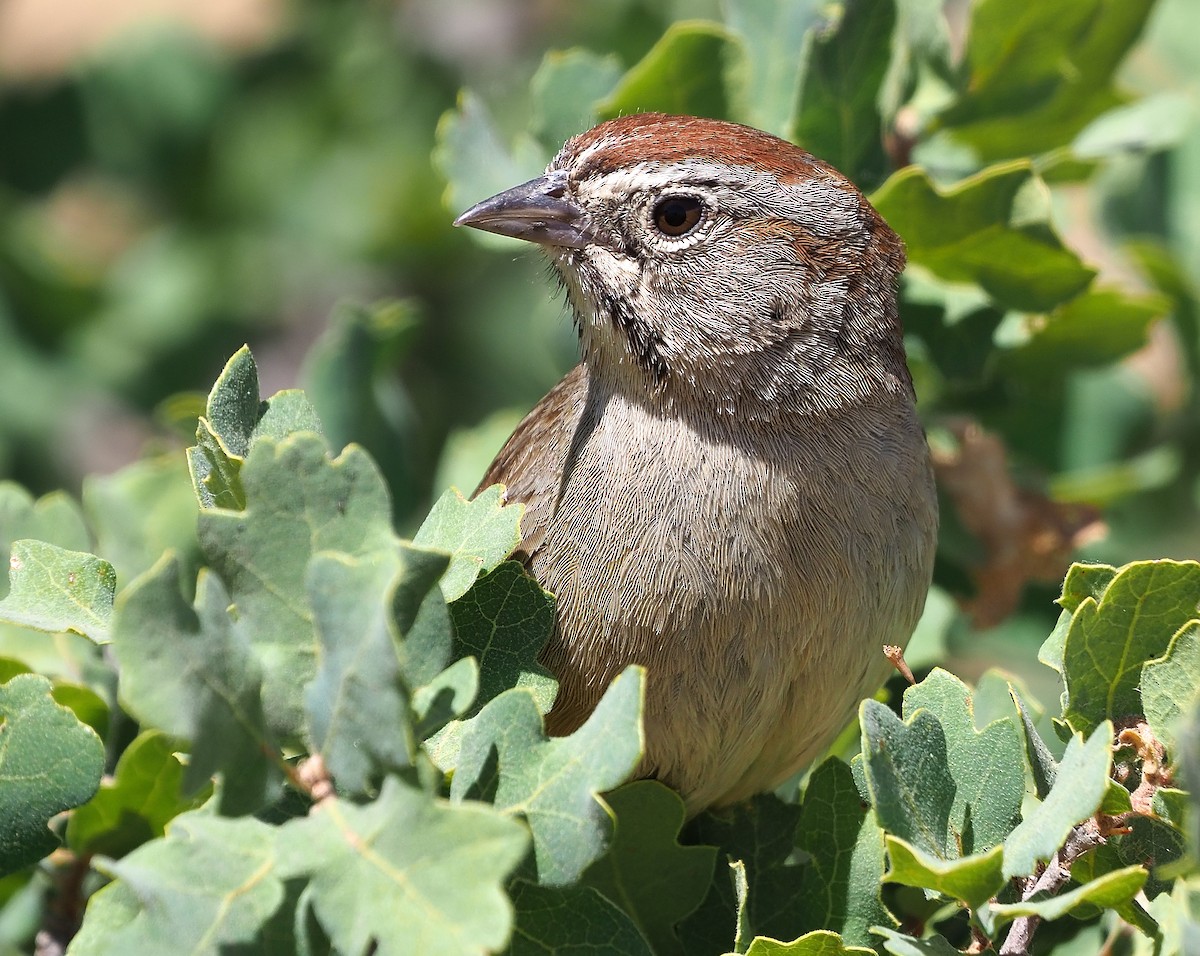 Rufous-crowned Sparrow - ML346403331