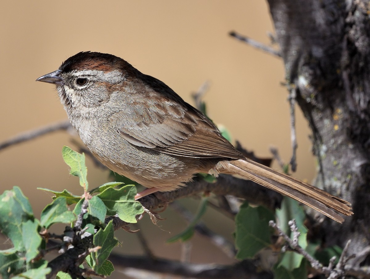Rufous-crowned Sparrow - ML346403351