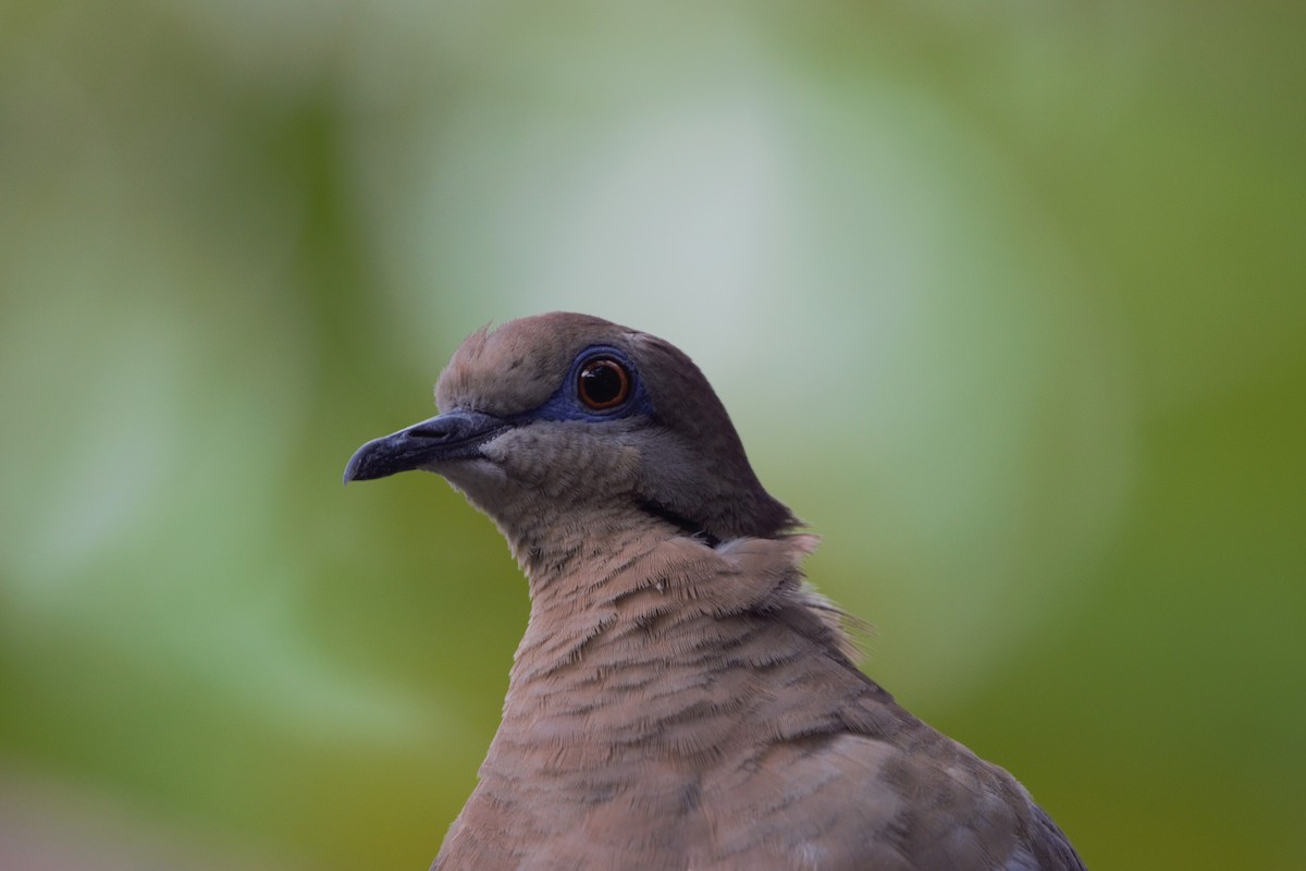 White-winged Dove - Ethan Compton