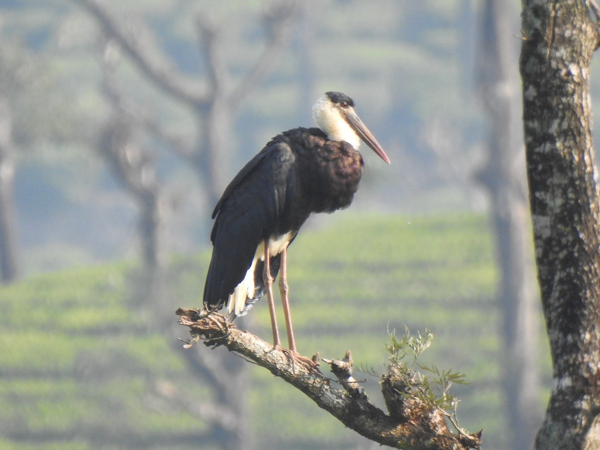 Asian Woolly-necked Stork - ML346407451