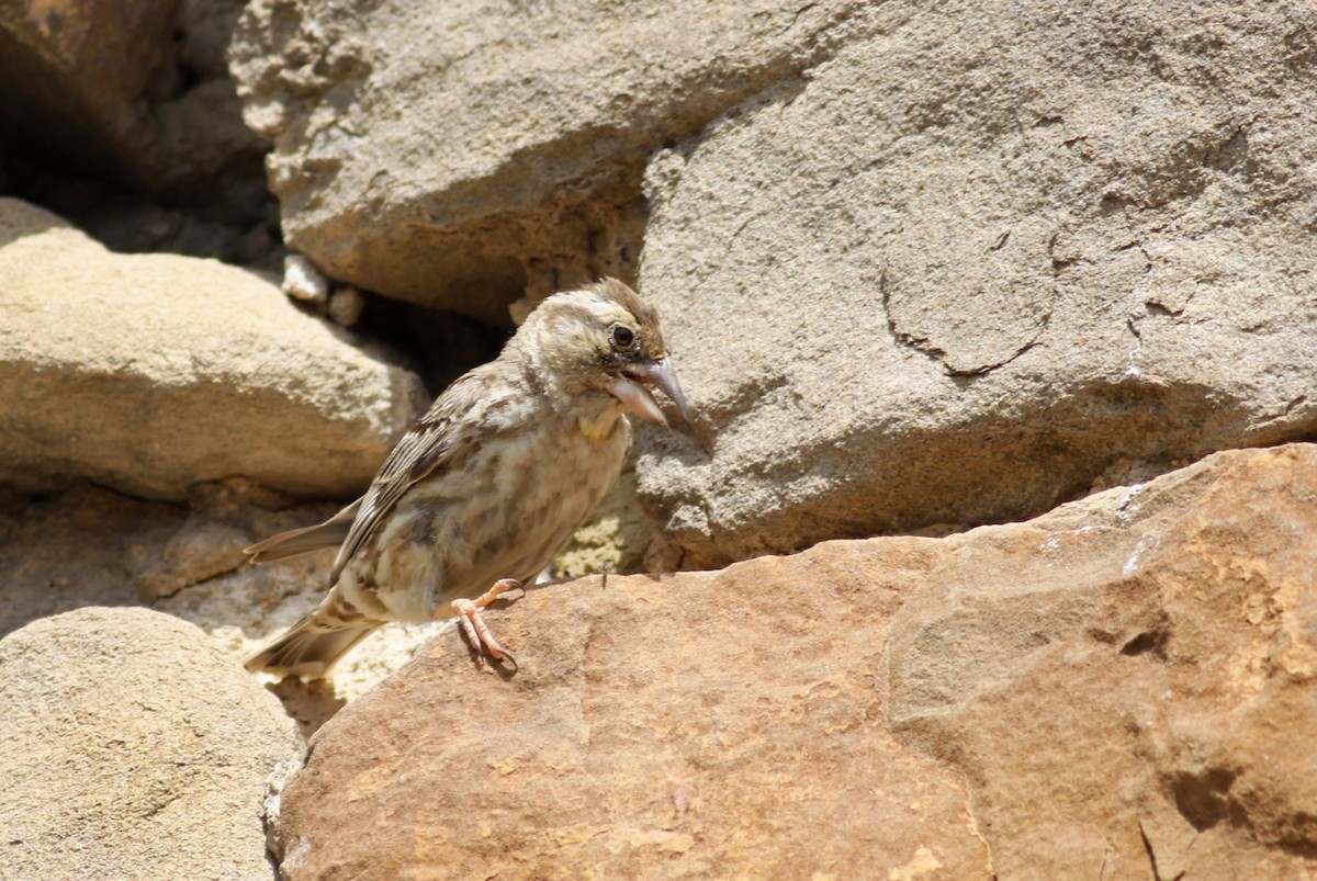 Rock Sparrow - ML346421131