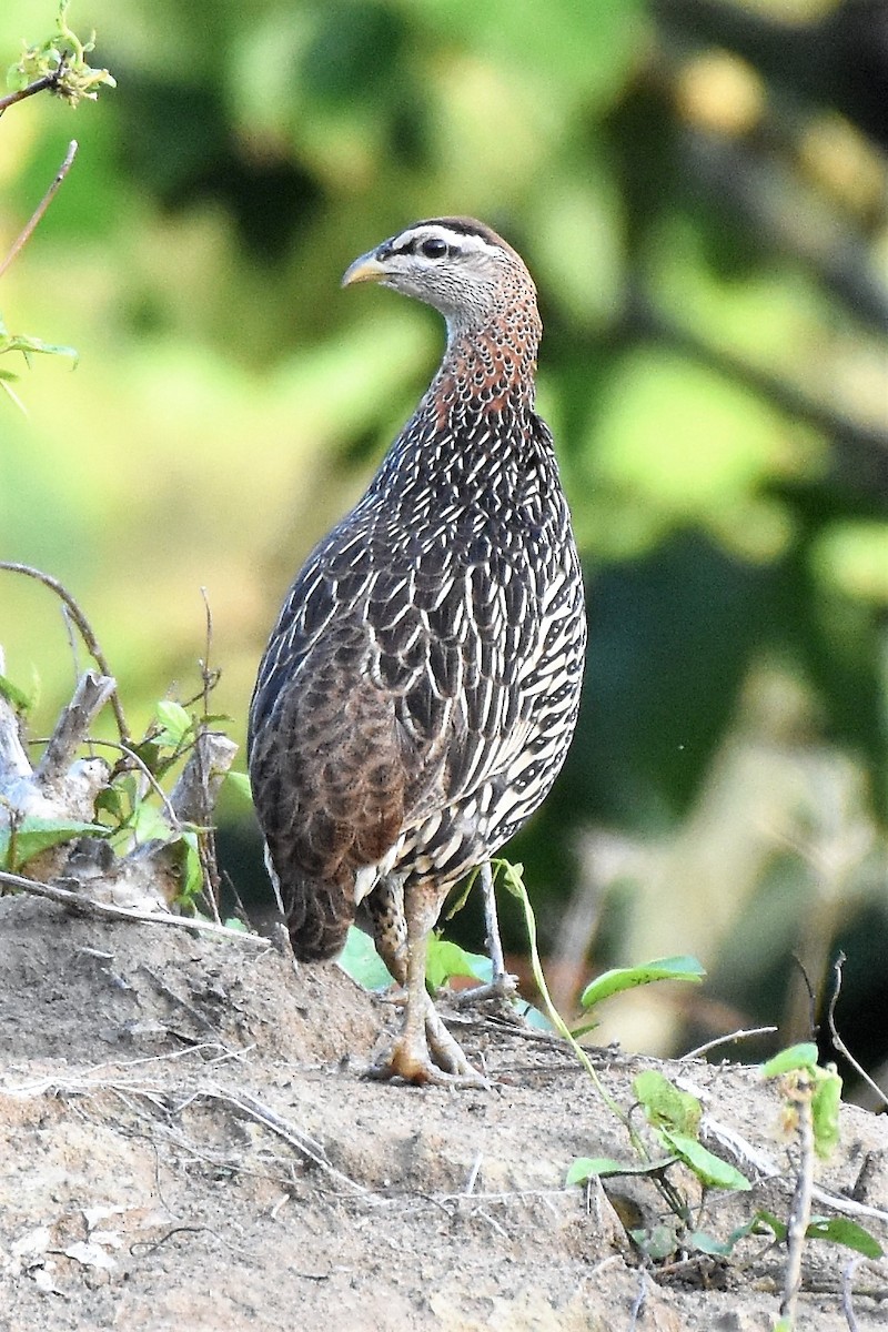 Double-spurred Spurfowl - ML346422371