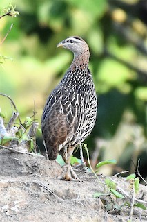 Double-spurred Spurfowl, ML346422371