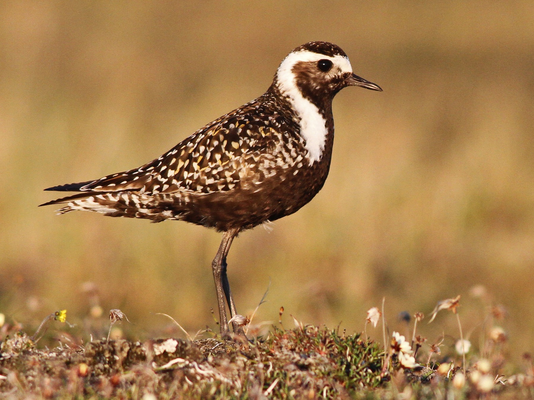 American Golden-Plover - Ian Davies