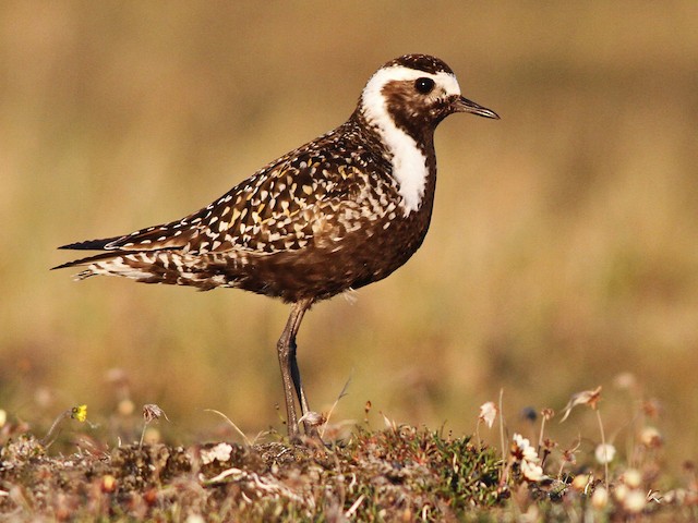 Breeding female - American Golden-Plover - 