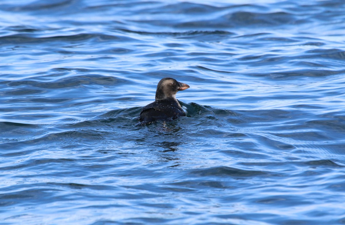 Tufted Puffin - ML34642881