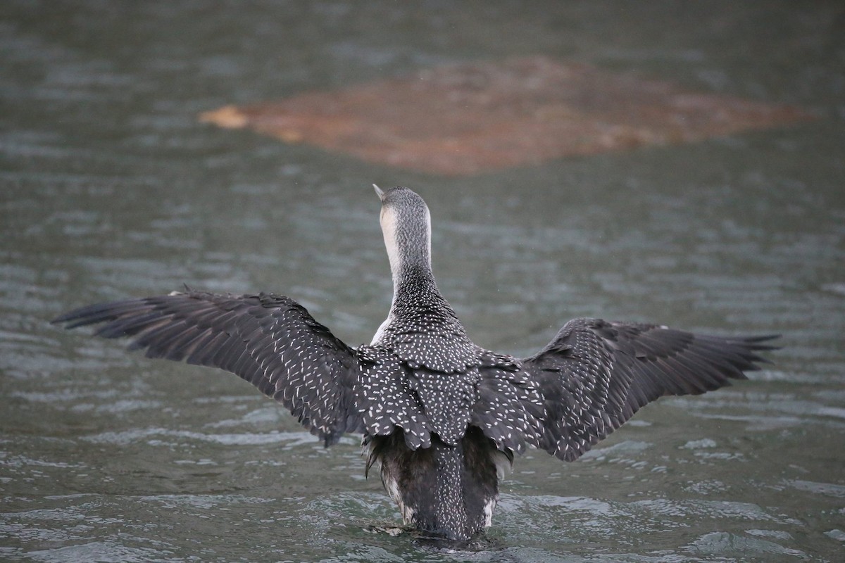 Red-throated Loon - ML346437781