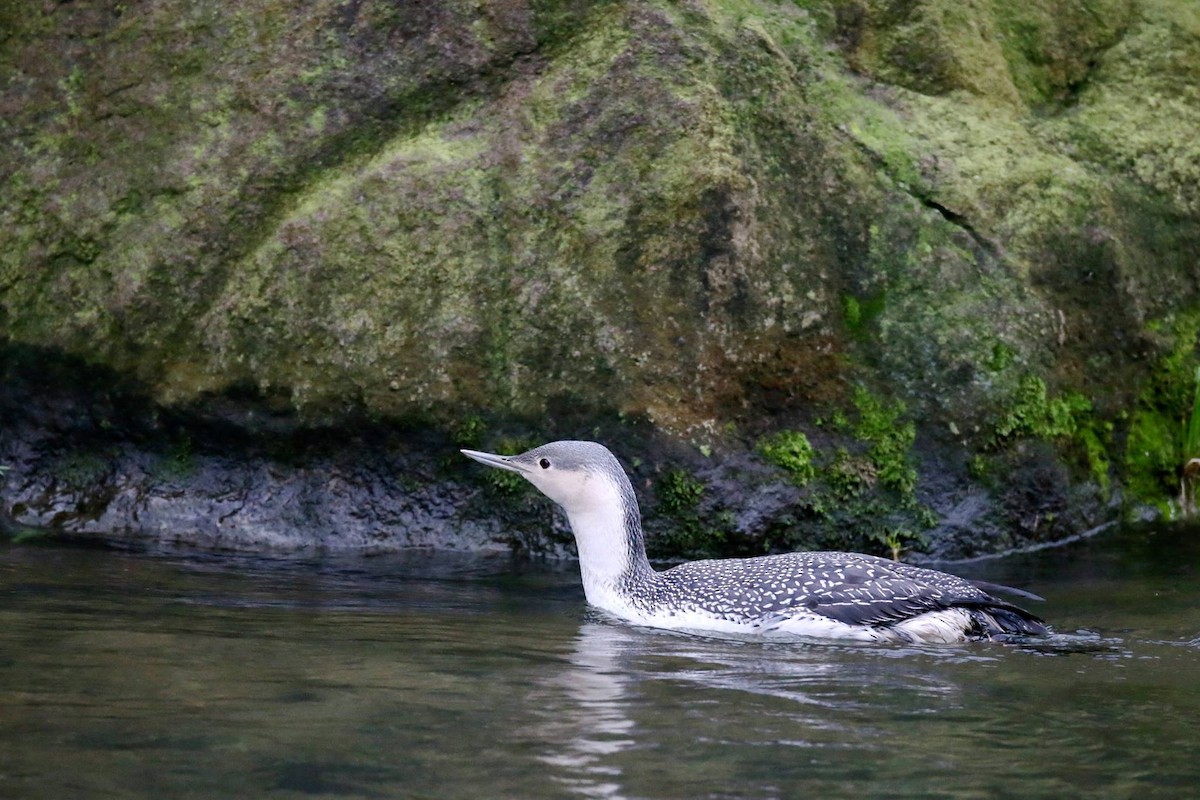 Red-throated Loon - ML346437791