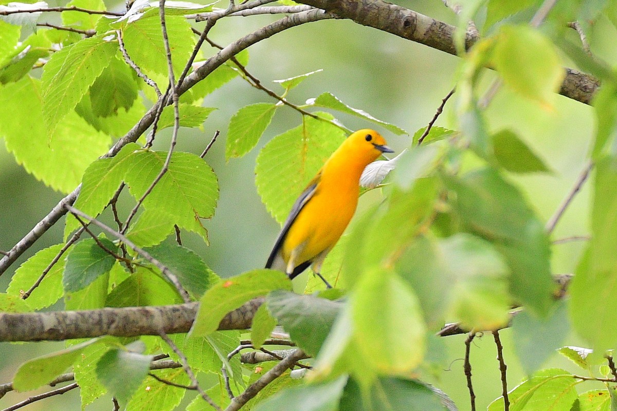 Prothonotary Warbler - ML346441551