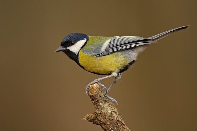 Adult (subspecies <em class="SciName notranslate">major</em>). - Great Tit - 