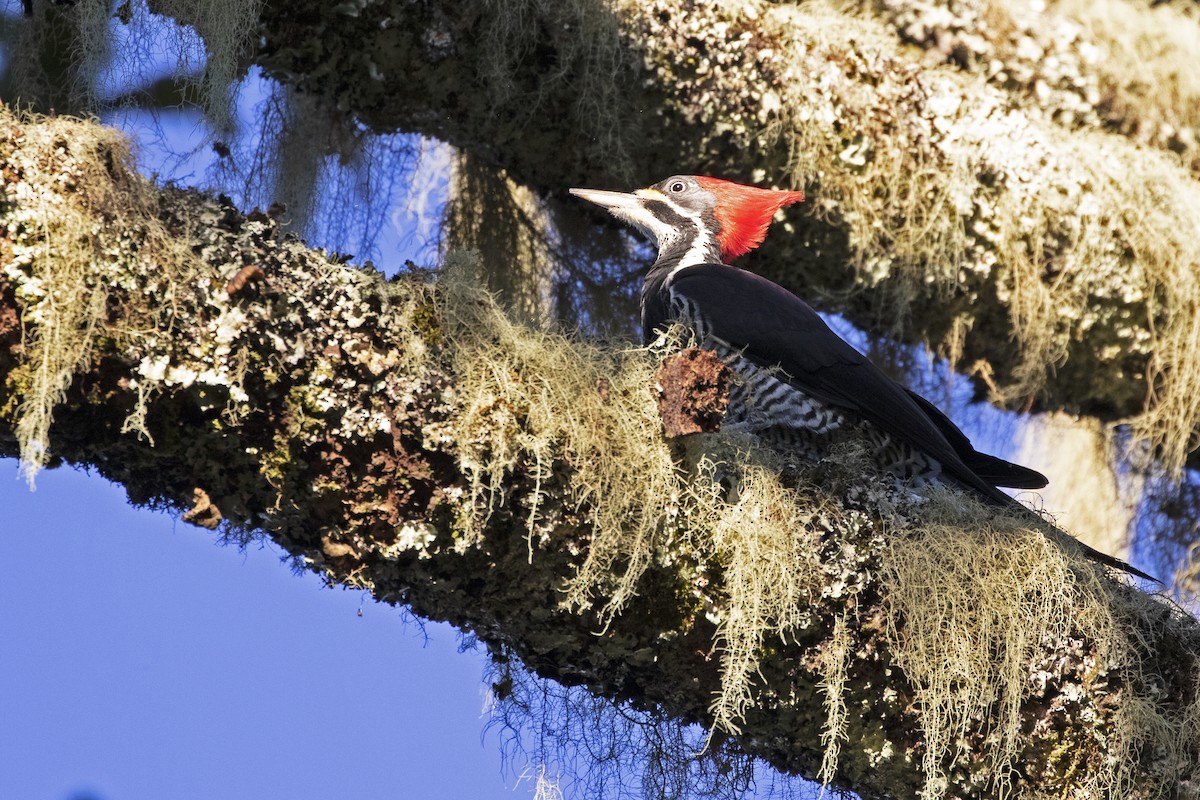 Lineated Woodpecker - Leonildo Piovesan
