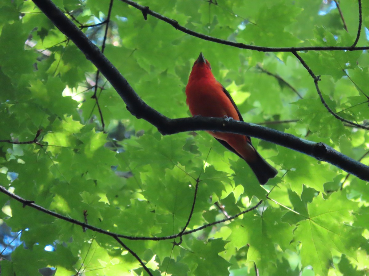 Scarlet Tanager - ML346453811