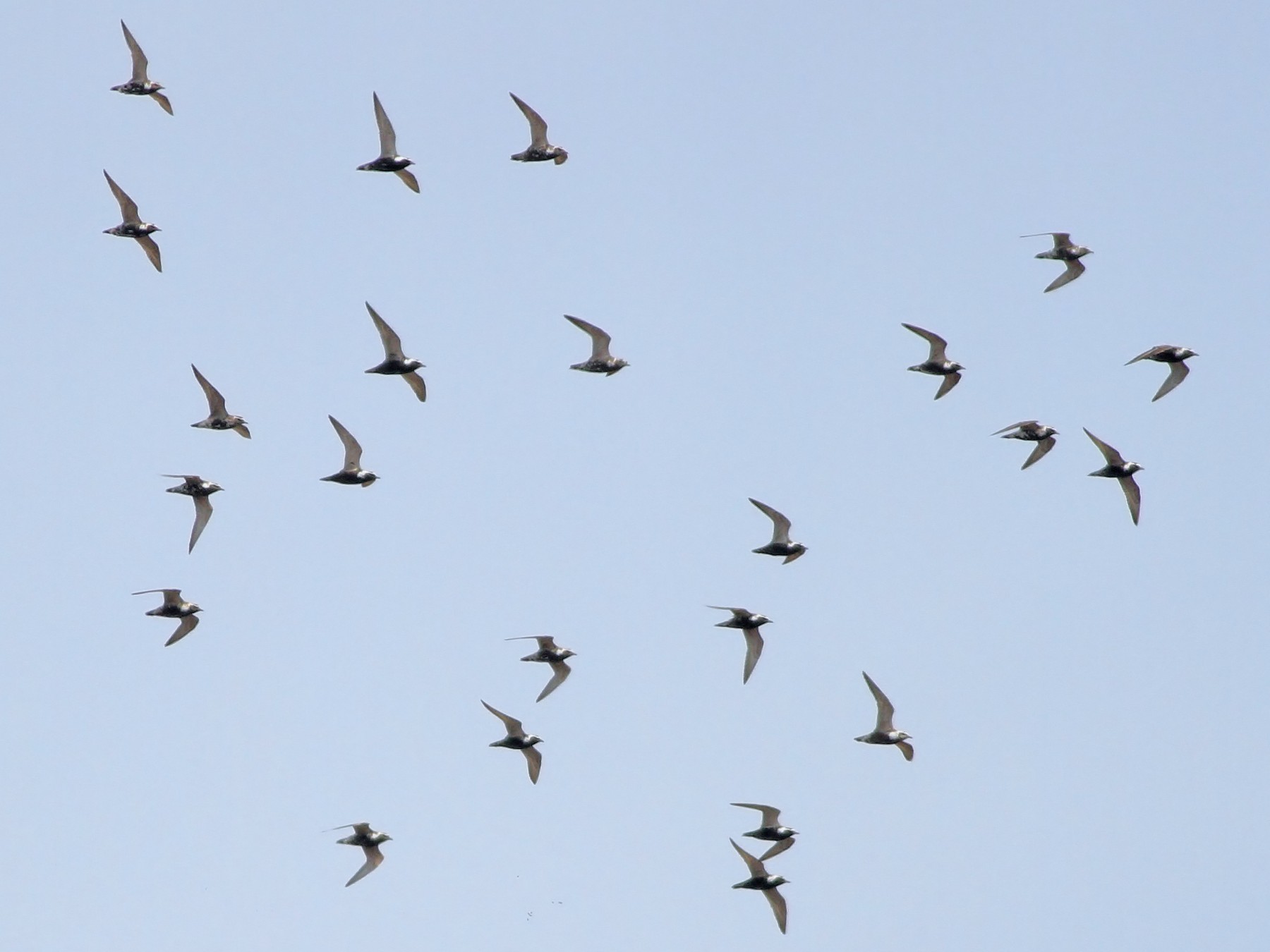 American Golden-Plover - Alex Lamoreaux