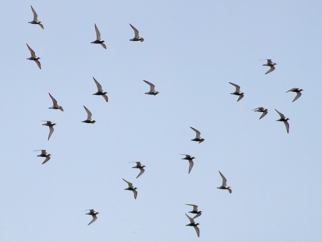 Flock - American Golden-Plover - 