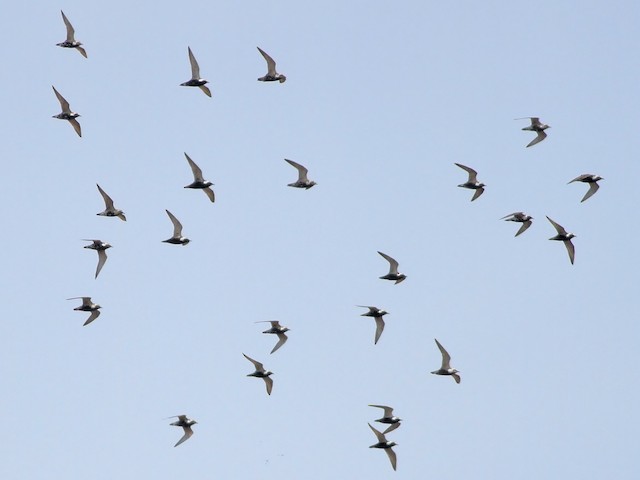 Flock - American Golden-Plover - 