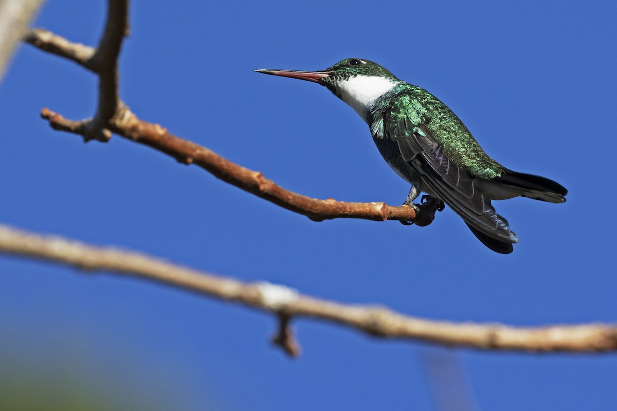 White-throated Hummingbird - Leonildo Piovesan