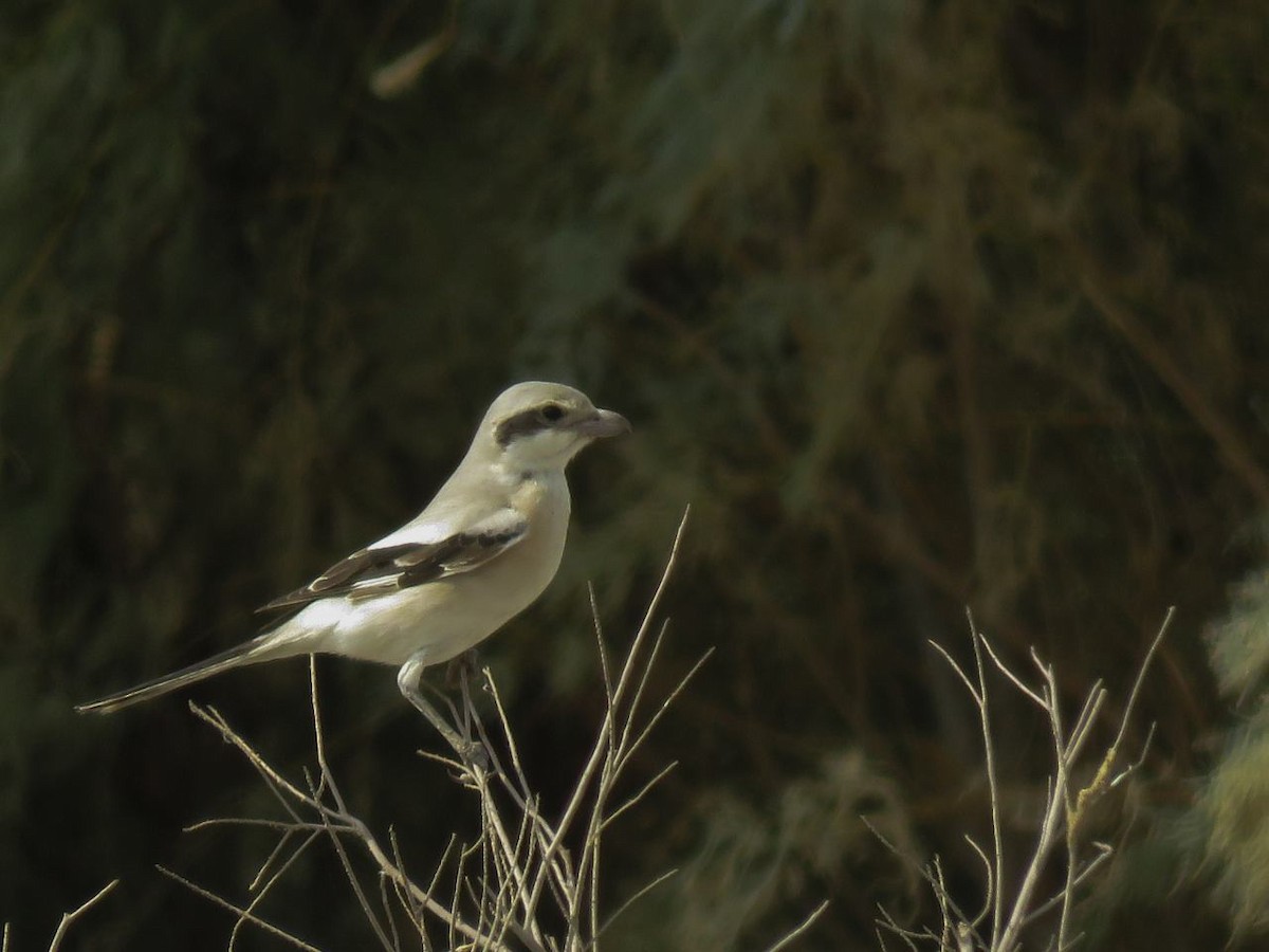 Great Gray Shrike (Steppe) - Dorna Mojab