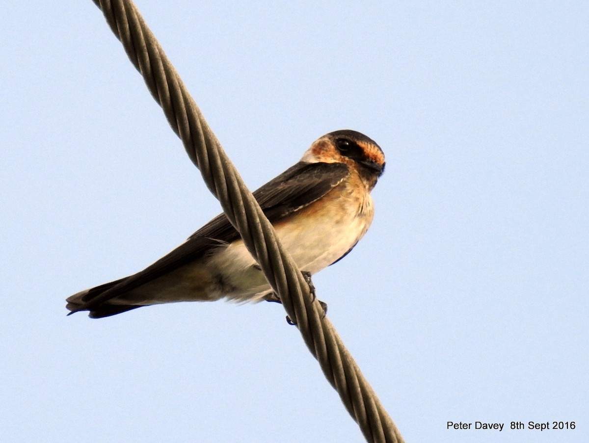Cave Swallow - Peter Davey