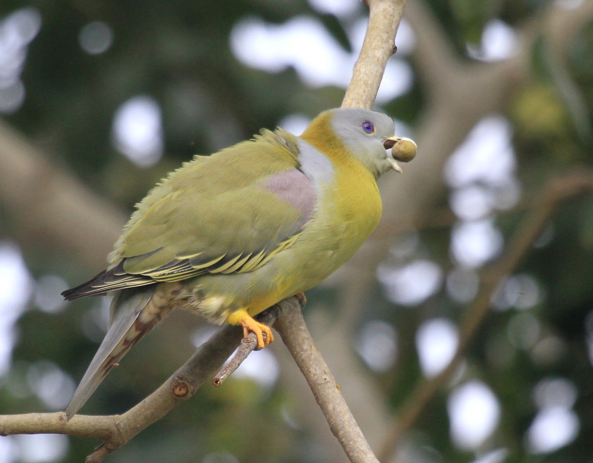 Yellow-footed Green-Pigeon - Vijaya Lakshmi