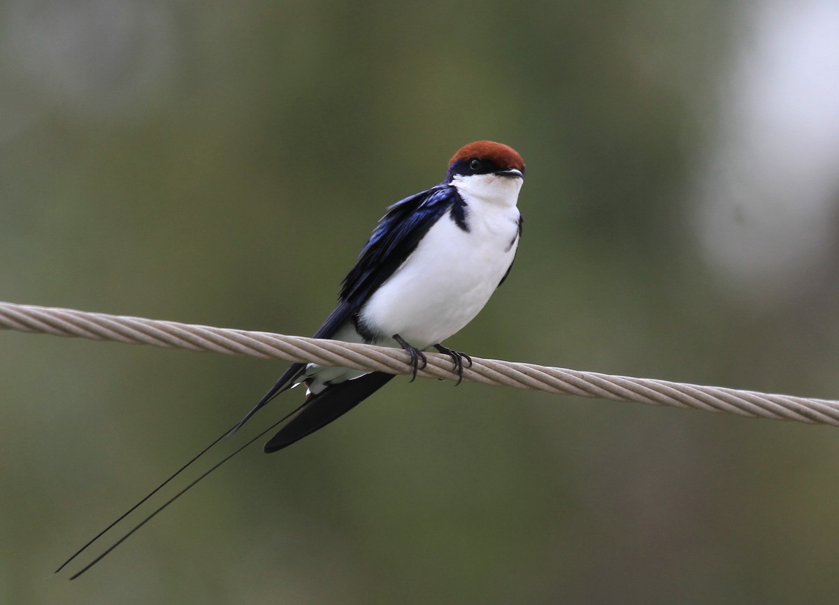 Wire-tailed Swallow - Vijaya Lakshmi