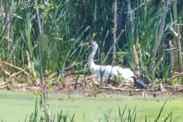 Whooping Crane