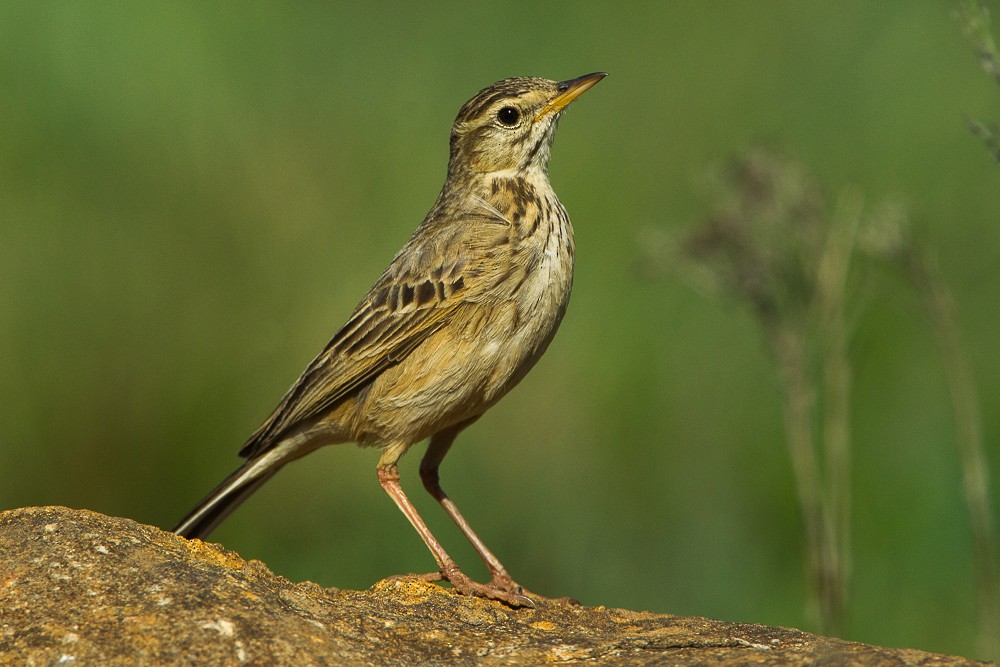 African Pipit - ML346468111