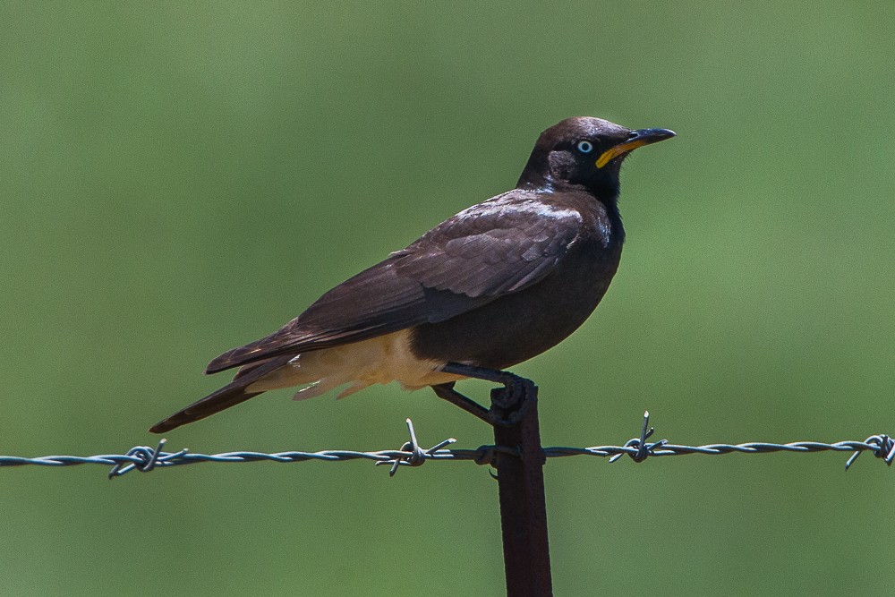 African Pied Starling - ML346468221