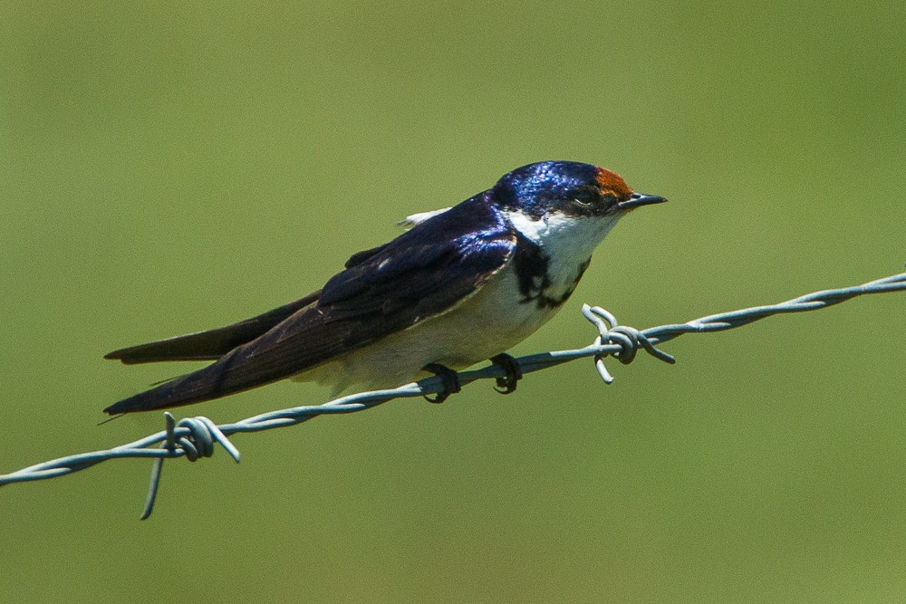 White-throated Swallow - ML346468271