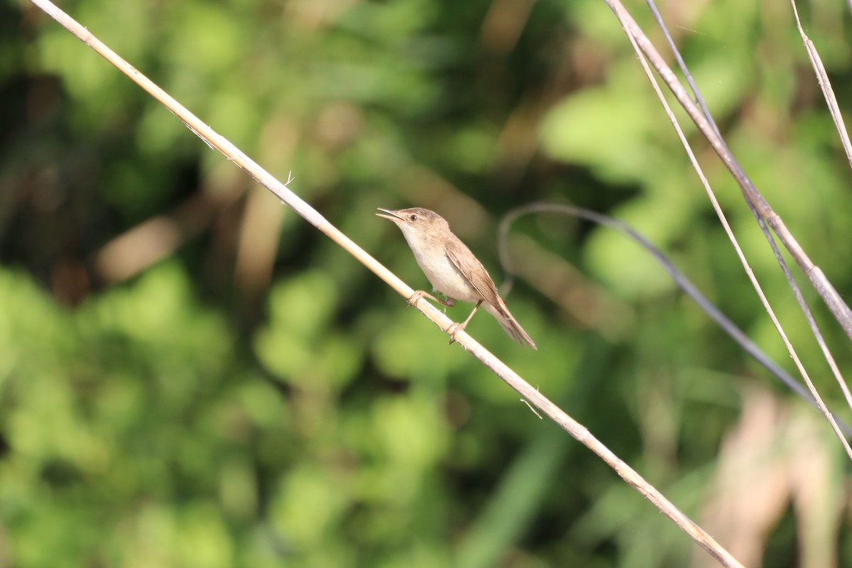 Common Reed Warbler - עוזי שמאי