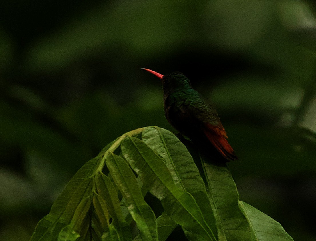Rufous-tailed Hummingbird - ML346471771