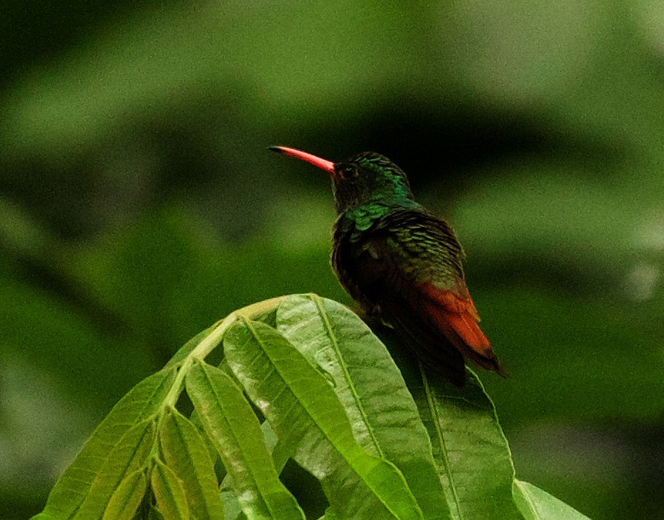 Rufous-tailed Hummingbird - David Ascanio