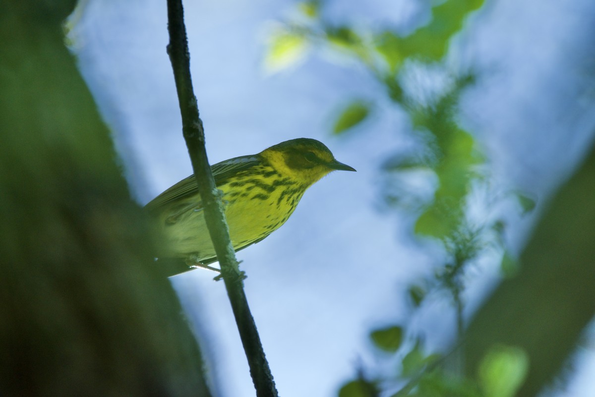 Cape May Warbler - ML346472301