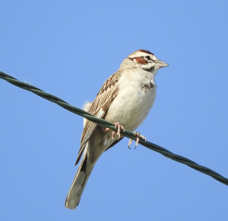 Lark Sparrow - Barbara Paulus
