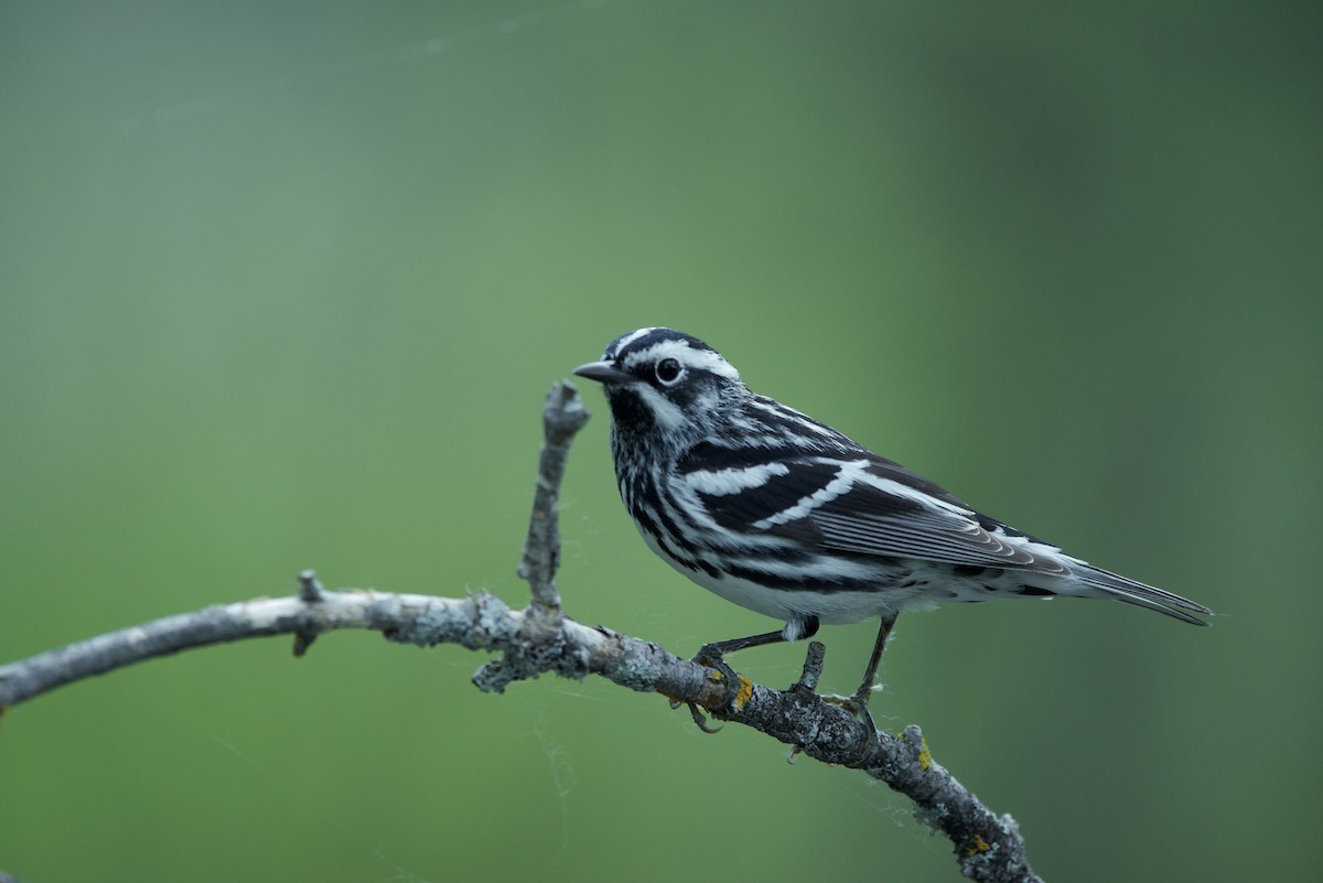 Black-and-white Warbler - ML346472891
