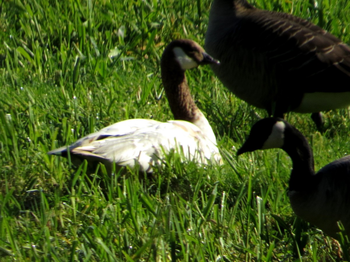 Cackling Goose (minima) - Nels Nelson