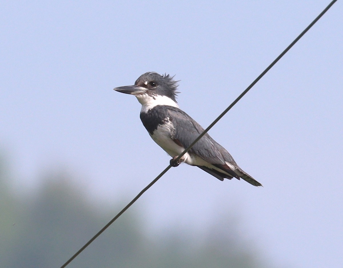 Belted Kingfisher - ML346474481