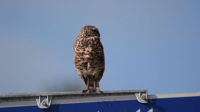 Burrowing Owl (Florida) - ML346474491