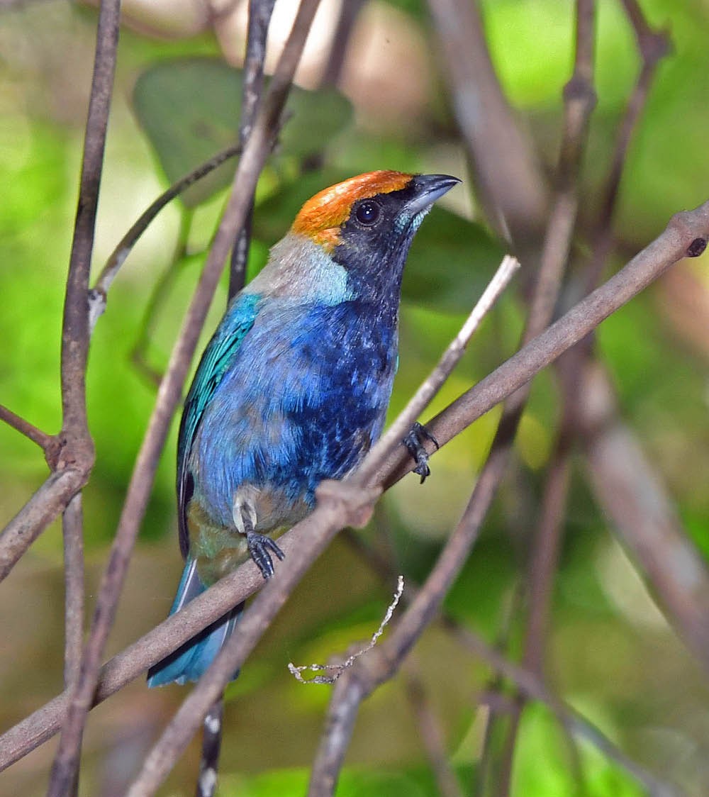 Burnished-buff Tanager - ML346478381