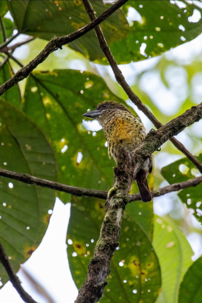 Five-colored Barbet - Birds Colombia Experience
