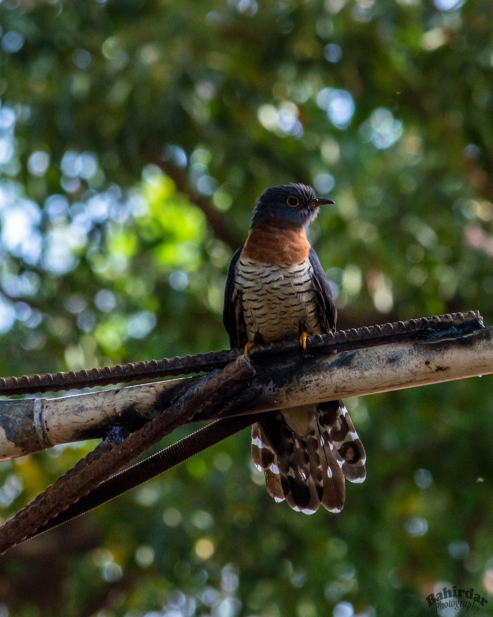 Red-chested Cuckoo - ML346481781