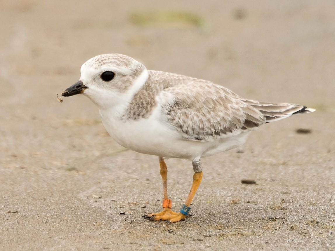 Piping Plover eBird