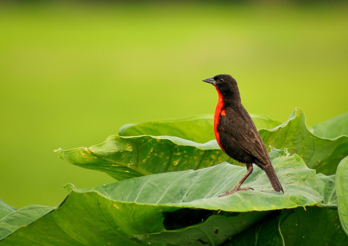 Red-breasted Meadowlark - Carlos López Ardila