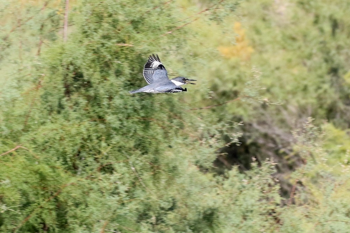 Belted Kingfisher - ML34649831