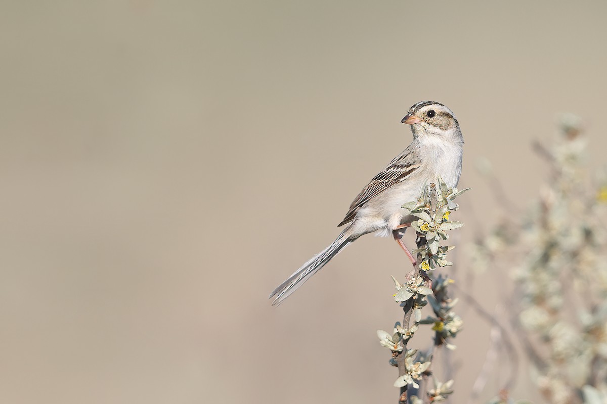 Clay-colored Sparrow - ML346499051